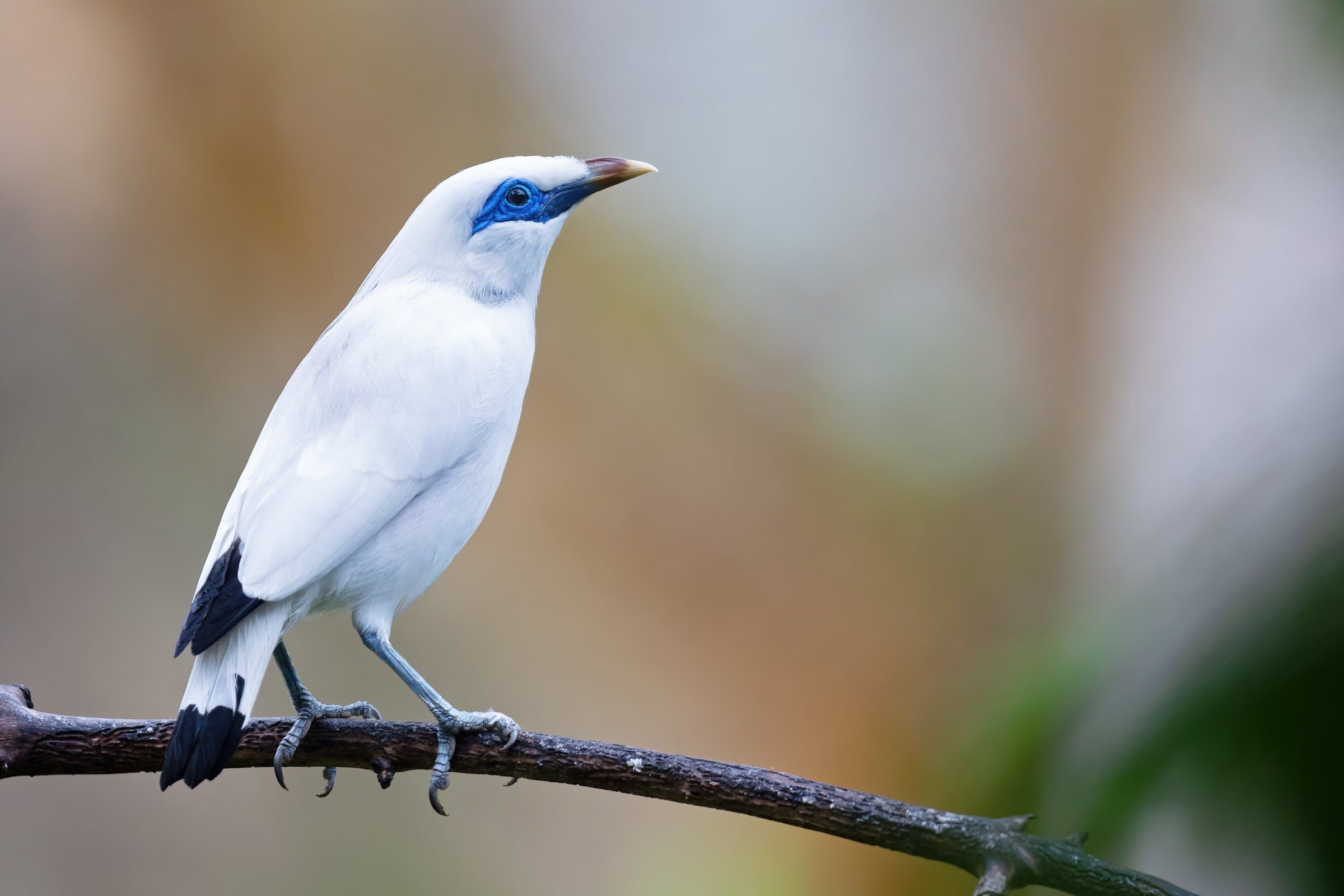 A white Bali starling with blue skin around its eye, perched on a branch