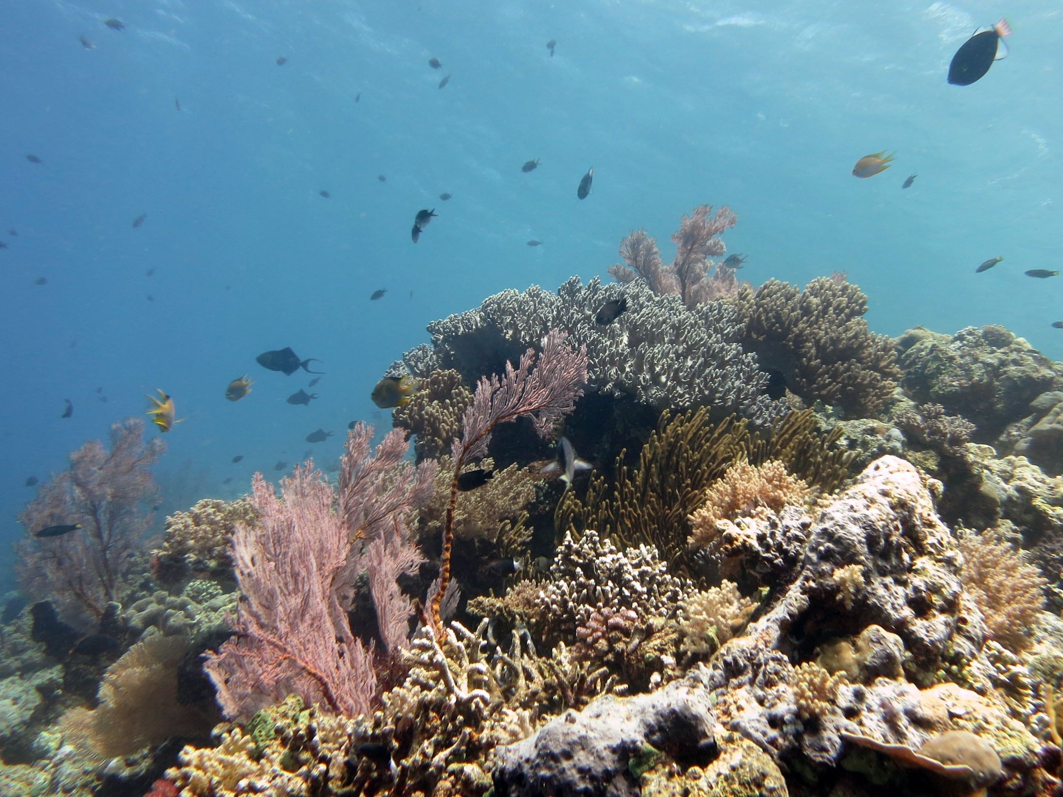 Soft corals and reef fish in the coral garden off Menjangan Island