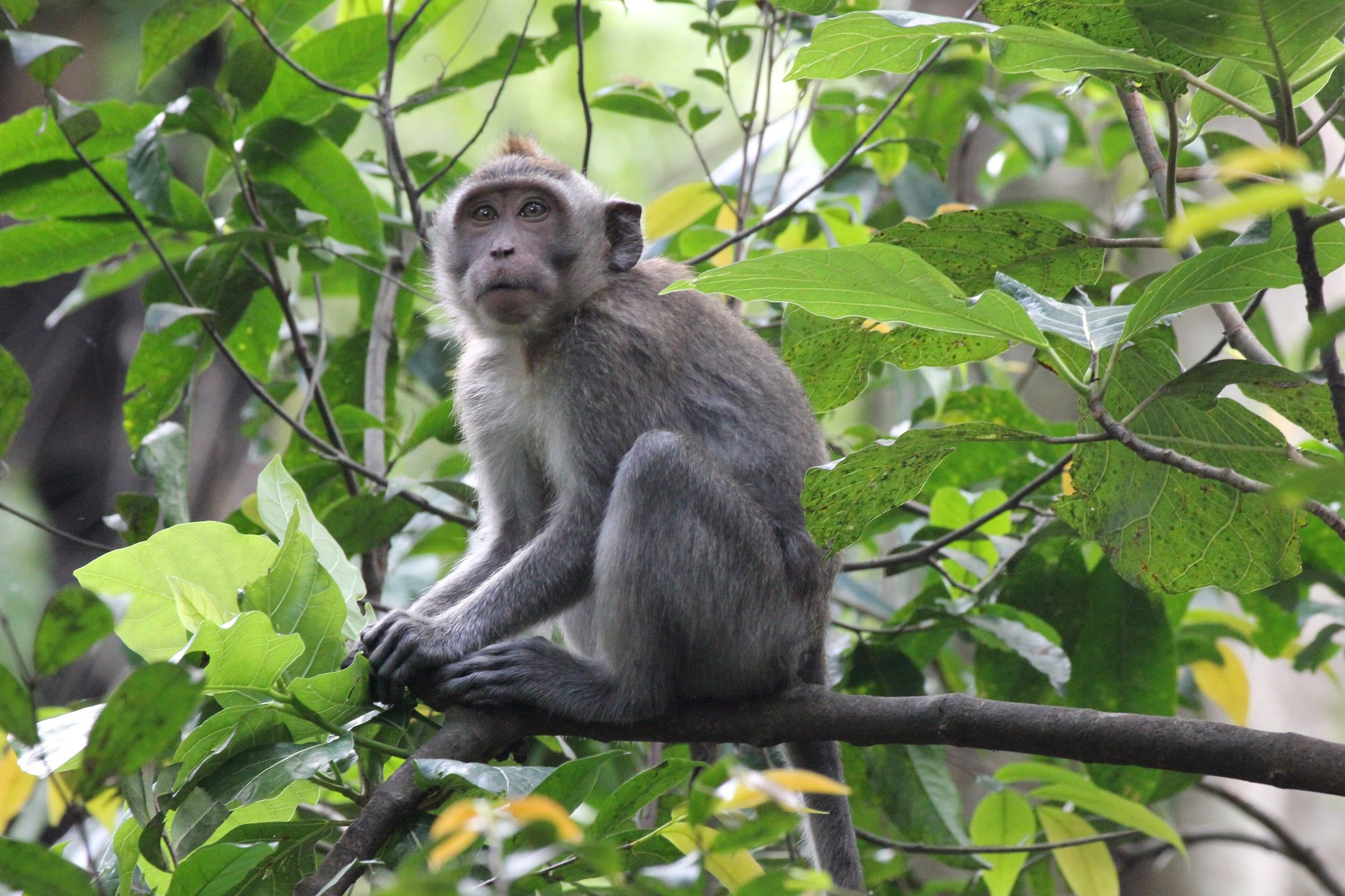 A long-tailed macaque sitting on a branch in the Ubud Monkey Forest